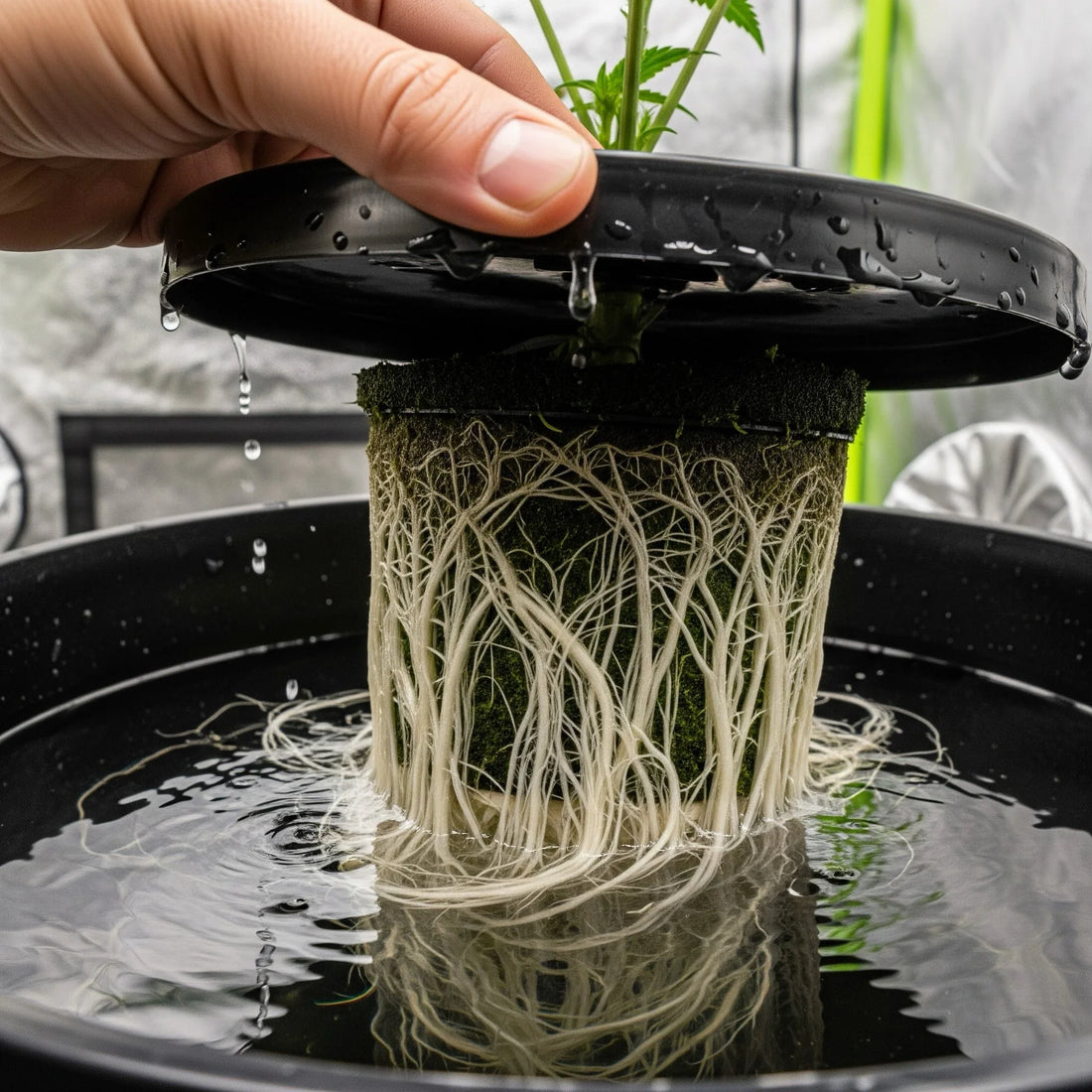 Vesiviljelyjärjestelmä sisäkasvatukseen – Opas hydroponiseen kasvatukseen