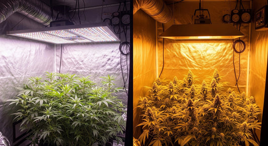 LED kasvivalo vs HPS valo – kumpi kannattaa valita?